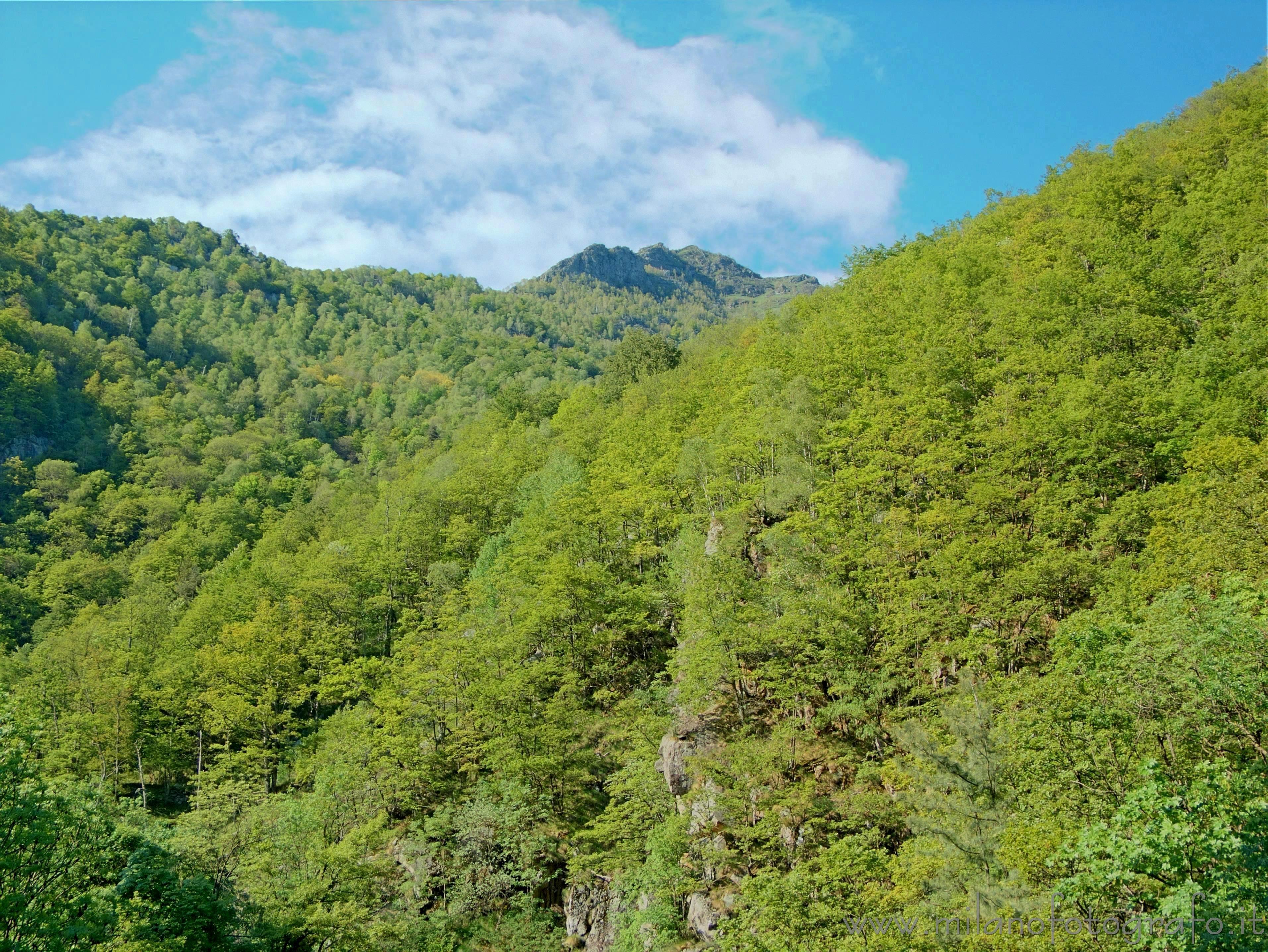 Valmosca frazione di Campiglia Cervo (Biella) - Boschi primaverili nell'alta valle del Cervo